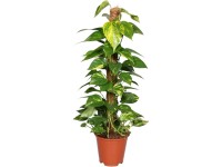 Epipremnum złociste (Epipremnum pinnatum) na paliku - don. 19 cm