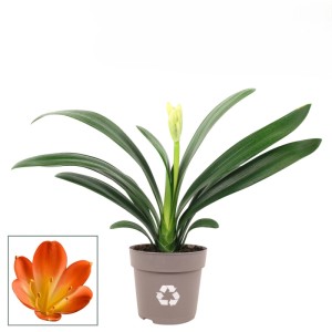 Kliwia pomarańczowa (Clivia miniata Orange) don. 13 cm