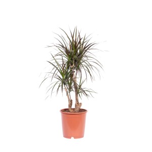 Dracena (smocze drzewo) w doniczce, roślina doniczkowa o smukłych, zielonych liściach.