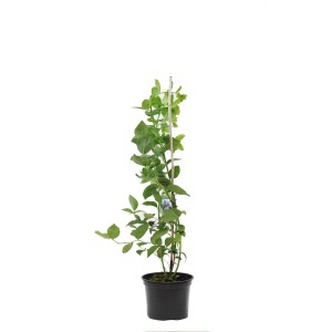 Młoda roślina borówki w doniczce z podpórką.