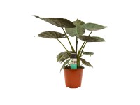 Alokazja (Alocasia wentii) wys. 70 cm