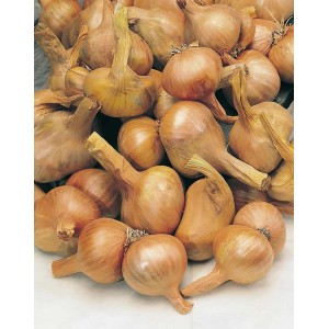 Zbliżenie brązowych cebul z kategorii Warzywa (Warzywa).