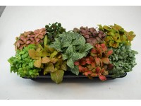 Fittonia mix
