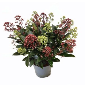 Kwitnąca roślina t.b.t. w doniczce z czerwonymi i zielonymi kwiatostanami.