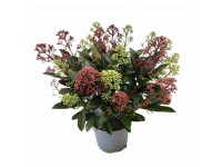 Skimia japońska (Skimmia japonica) don. 15 cm