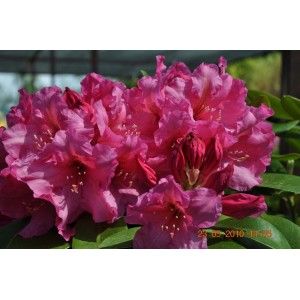 Zbliżenie na różowo kwitnącą roślinę z kategorii Rośliny kwitnące.