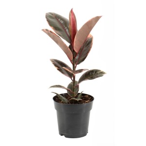 Figowiec sprężysty (Ficus Elastica) mix don. 17 cm