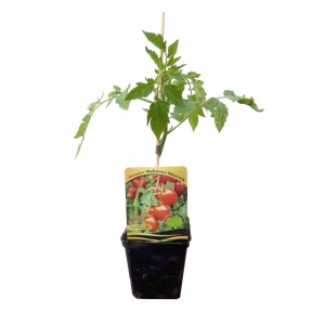 Młoda roślina 'Malinowy Smaczek' w doniczce, pyszne warzywo do ogrodu.