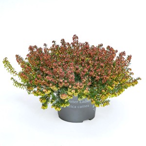 Kwitnąca roślina t.b.t. w doniczce, wrzosiec, z czerwonymi i żółtymi kwiatami.