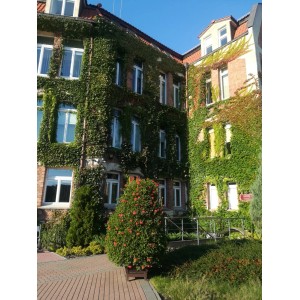 Fasada domu porośnięta zielonymi roślinami, na pierwszym planie kwitnąca roślina doniczkowa.