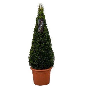 Stożkowy, zielony cis (Taxus) w doniczce jako roślina na żywopłot.