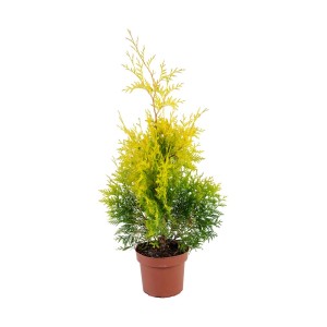 Roślina stojąca t.b.t. w doniczce, zielono-żółte igły.