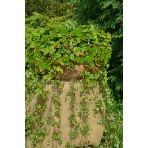 Wisząca poziomka pospolita (Fragaria vesca) w doniczce z dojrzałymi, czerwonymi owocami.