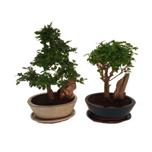 Dwa drzewka bonsai do wnętrz w ceramicznych doniczkach, różne kształty.