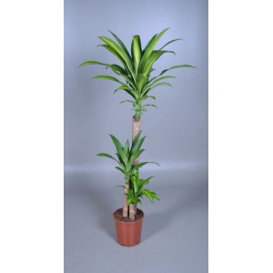 Dracena Massangeana z 3 pniami w doniczce, roślina doniczkowa o zielono-żółtych liściach.