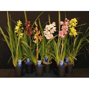 Różnokolorowe storczyki t.b.t. w doniczkach. Dekoracyjne rośliny doniczkowe.