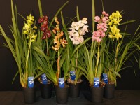 Falenopsis - Ćmówka - Storczyk (Phalaenopsis sp.) Cymbidium 1 pęd mix wys. 80-90