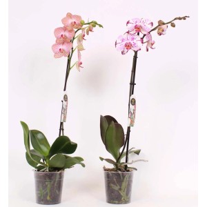 Dwie kwitnące orchidee w doniczce, różne kolory.