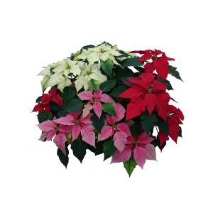 Wielokolorowe gwiazdy betlejemskie (czerwone, różowe, białe) z zielonymi liśćmi.