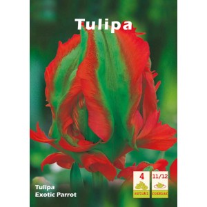 Tulipan Exotic Parrot: czerwono-zielony tulipan papuzi jako cebulka kwiatowa do ogrodu.