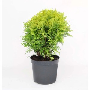 Zielona tuja w doniczce, cyprys do ogrodu i na balkon.