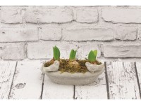 Kompozycja cebul wodopój dla ptaków duży