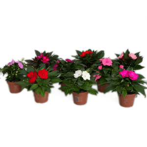 Różnokolorowe rośliny kwitnące t.b.t. w doniczkach.