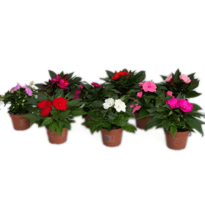 Niecierpek nowogwinejski (impatiens new guinea)