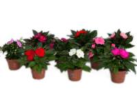 Niecierpek nowogwinejski (impatiens new guinea)