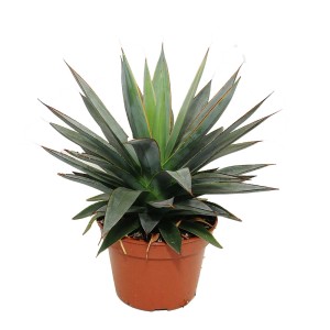 T.b.t. roślina kwitnąca w brązowej doniczce z długimi, spiczastymi liśćmi.