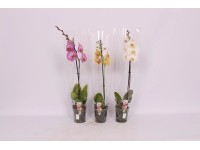 Falenopsis - Ćmówka - Storczyk  (Phalaenopsis sp.) 1 pęd 6 kwiatów wys. 50-70cm