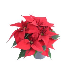 Poinsecja - Gwiazda Betlejemska 4+ kwiaty - don. 9 cm