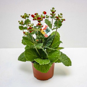 Kwitnąca roślina t.b.t. z czerwonymi kwiatami w brązowej doniczce.