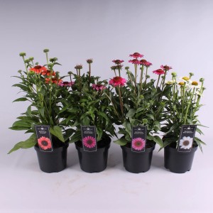Różnokolorowy Jeżówka purpurowa (Echinacea purpurea) w doniczce, wybór odmian.