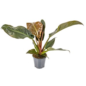 T.b.t. duża roślina w doniczce, zielone i brązowe liście.