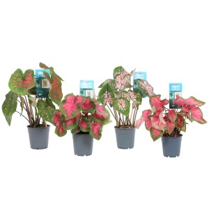 Różne rośliny t.b.t. w doniczkach. Rośliny cebulowe i bulwiaste z kolorowymi liśćmi.