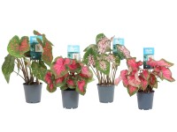 Caladium mix don. 12cm