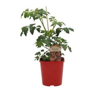 Pomidorki koktajlowe Tomacio (Solanum lycopersicum) don. 17 cm