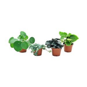 Zestaw różnych roślin doniczkowych, w tym pilea peperomioides i inne zielone rośliny w doniczkach.
