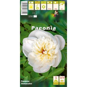 Piwonia (Paeonia Immaculee) 1 szt.