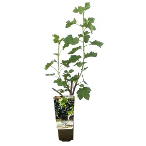Młode drzewo owocowe t.b.t. w doniczce z zielonymi liśćmi. Idealne do ogrodu.
