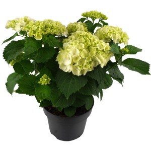 Hortensja ogrodowa (Hydrangea macrophylla) mix don. 19 cm