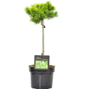 Sosna 'Wintergold' w doniczce, ozdobna, zimozielona roślina iglasta do ogrodu i na taras.