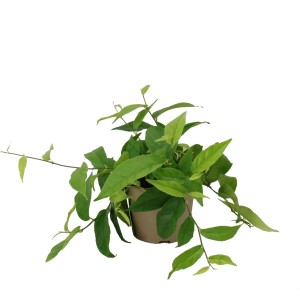 Zielony fikus (drzewko pokojowe) w doniczce. Dekoracyjna roślina do domu.