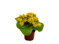 Pantofelnik mix (Calceolaria) don. 10,5 cm