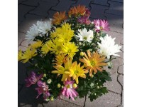 Chryzantema (Chrysanthemum sp.) 7 pędów - don. 23 cm