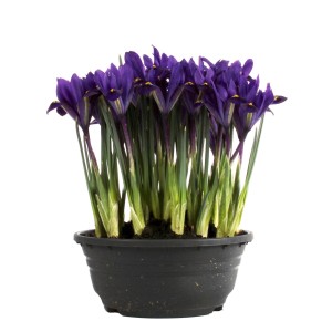t.b.t. w doniczce: Roślina cebulowa z fioletowymi kwiatami i zielonymi łodygami.