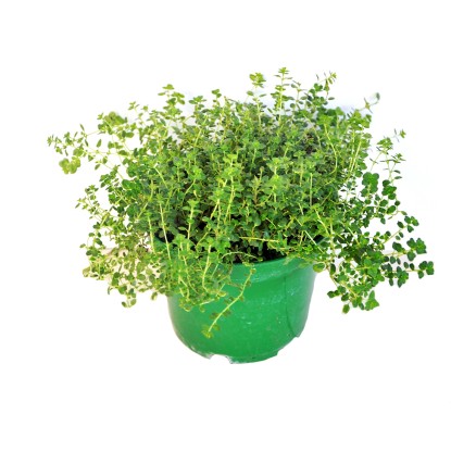 Tymianek Thymus don.15 cm