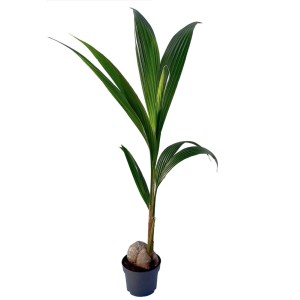 Młoda, zielona Palmy w doniczce. Dekoracyjna roślina doniczkowa.