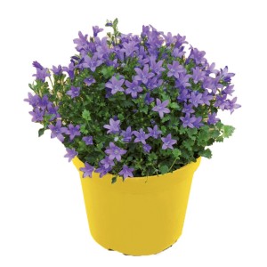 Dzwonek 't.b.t.' w żółtej doniczce, dekoracyjna roślina doniczkowa do Twojego domu.